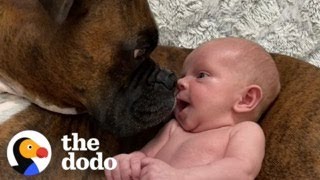 Baby Takes His First Steps Straight To His Dog  The Dodo [upl. by Noxaj9]