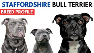 Staffordshire Bull Terrier Dog Breed Profile History  Traits  Staffordshire Bull Terrier Price [upl. by Suolkcin]