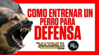 👨‍🏫🐕‍🦺🏆 Como entrenar un perro para GUARDIA y PROTECCIÓN  RysolTV [upl. by Ilrahc]