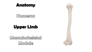 Humerus  Anatomy  upper limb  musculoskeletal module  Bones  Osteology  Adham saleh [upl. by Nnylirej]