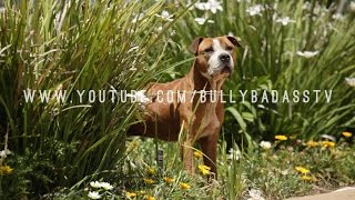 ALL ABOUT THE AMERICAN PIT BULL TERRIER WITH RICHARD F STRATTON [upl. by Lucienne776]