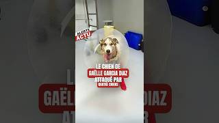 Le chien de GAËLLE GARCIA DIAZ ATTAQUÉ par 4 chiens [upl. by Tierney]