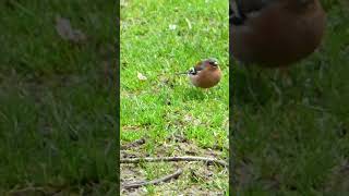 Spotting a Common Chaffinch in the Fields chaffinch shorts [upl. by Norted749]