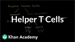 Helper T cells  Immune system physiology  NCLEXRN  Khan Academy [upl. by Nerraw]