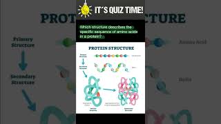 Protein structure [upl. by Schwartz672]