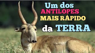 SAIGA UM DOS ANTÍLOPES MAIS RÁPIDOS DA TERRA [upl. by Ycul]