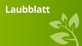 Laubblatt  Aufbau und Funktion  Biologie  Pflanzen und Pilze [upl. by Buehler]