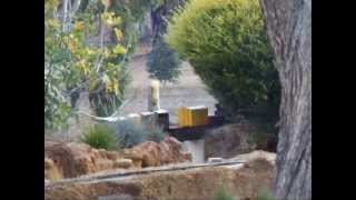 West Australian Live Steam Garden Railway [upl. by Ashby]