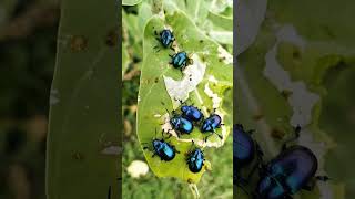 Some beautiful insect videos Insects viralvideo viralshots shorts dinislamtreeamppatlover reels [upl. by Leirrad]