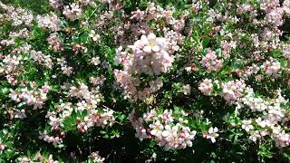 Escallonia Donard Seedling Flowers [upl. by Novyar]