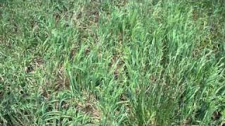 Difference in types of forage Bromes at the University of Kentucky [upl. by Victoria]