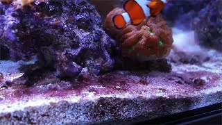 Get rid of cyanobacteria easily Reef Tank Maintenance [upl. by Shugart129]