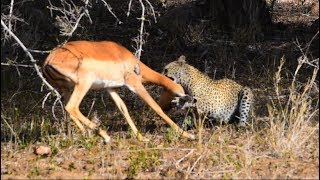 Leopard kill an impala next to the road amazing sighting [upl. by Rosinski1]