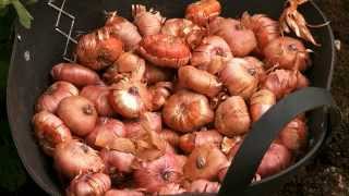 How to plant Gladioli in bedswmv [upl. by Yanahs522]