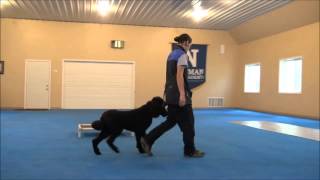 Frisco Standard Poodle Trained Dog Video Minneapolis [upl. by Dibbrun]