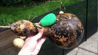 SOAK to EASYClean Birdhouse Gourds [upl. by Keegan]