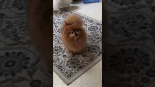 The Cuddliest Sounds from a Tiny Pomeranian [upl. by Toma]