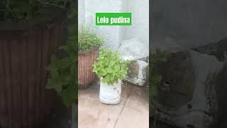 Lelo pudina song short video [upl. by Nirat]