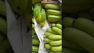 Dekho Banana 🍌 Se Parrot 🦜 Kaise Banate Hai ates aitools shorts [upl. by Hollander]