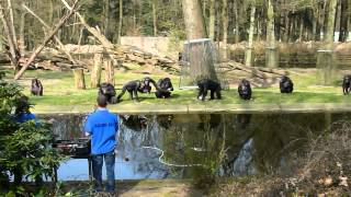 Apen voeren in het voorjaar in de dierentuin van Arnhem Precies op tijd [upl. by Aihsekel]