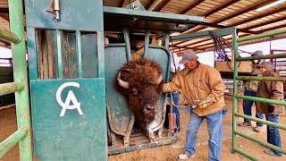 Behind the Scenes of a West Texas Bison Ranch and Texas Size Bulls [upl. by Heintz]