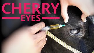 Pink Eye  Cherry Eye in Cow  Intra Palpabral Injection [upl. by Imiaj482]