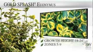 Proven Winners® Gardener Channel Proven Winners® Gold Splash® Euonymus [upl. by Annonyw]