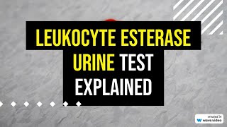 Leukocyte Esterase Urine Test explained [upl. by Ttekcirc]