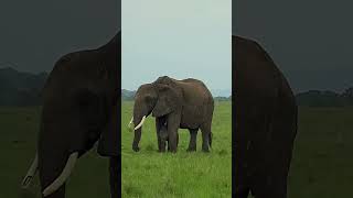 Elephant Family Enjoys Heavy Rain  Cute Animal Video [upl. by Assyli319]