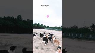 Dog volleyball dog doglover puppy funny love cat dipawali cute drawing [upl. by Nibroc]