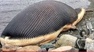 Dead blue whale might explode in Newfoundland Canada [upl. by Enirahtak]