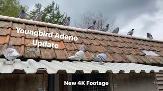 Belgian Racing Pigeons  2021 Youngbirds Post  Adeno Virus Update [upl. by Drofhsa465]