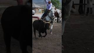 roping teamroping horses fyp shorts equine cowboy [upl. by Irovi607]