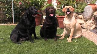 Labrador Retriever Informationen zur Rasse [upl. by Aretahs]