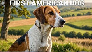 The Foxhound Americas First Dog [upl. by Laughton827]