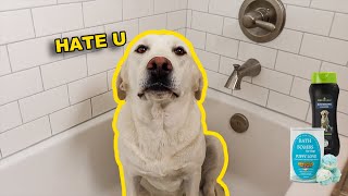 Giving My Labrador A Bath [upl. by Elder]