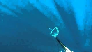 Spearfishing Flashers in Action [upl. by Eugenio]