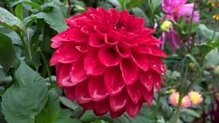 Dahlias in Geoff amp Heathers garden Sept 2018 [upl. by Kyriako]