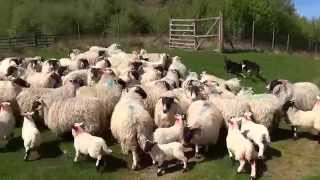 Sheep And Scottish Border Collies Shian Glen Quaich Highlands Scotland [upl. by Armstrong]