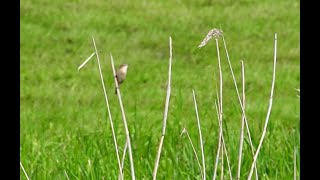 sedge warbler  schilfrohrsänger [upl. by Melak]