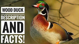 Wood duck  Description and Facts [upl. by Gelya835]