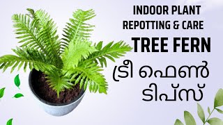 ട്രീ ഫേൺ ടിപ്സ് Tree Fern Tips amp Repotting Indoor Plant Malayalam [upl. by Acceb439]