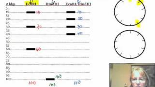 How to Construct a Plasmid Mapmp4 [upl. by Atcliffe150]