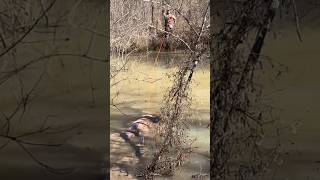 SWIMMING DEER ACROSS A CREEK hunting deerhunting river [upl. by Kohn]