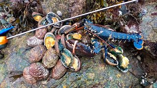 Massive Lobster amp Abalone Coastal Foraging  BIG HAUL [upl. by Zampino556]