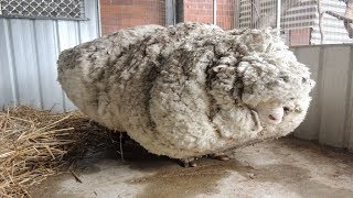 Hikers Saw That This Neglected Sheep Could Barely Stand So A Shelter Begged For Experts To Save Him [upl. by Ajat]