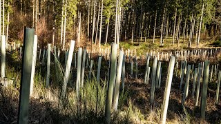 Gerolsteiner Zukunftswald  Bäume pflanzen für stabile Wälder [upl. by Aisilef]