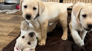 LIVESTREAM Replay Christmas Labrador Puppies on their 7Week Birthday labrador puppy [upl. by Maice]