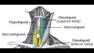 Two Minutes of Anatomy Infrahyoid Muscles [upl. by Deryl102]