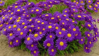 How to Plant Ground Cover Perennials Summer Garden Guide [upl. by Coheman]